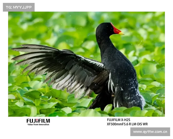 “轻”重量级拍鸟利器 富士XF500mm F5.6镜头鸟类摄影实战评测 “轻”重量级拍鸟利器 富士XF500mm F5.6镜头鸟类摄影实战评测